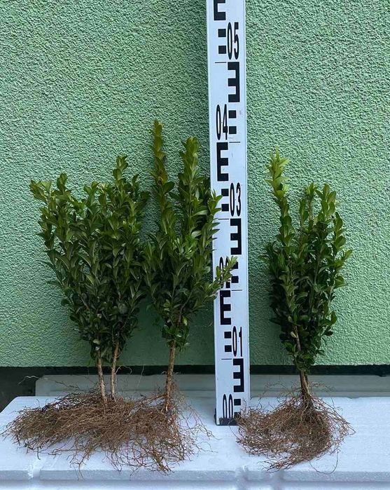 Самшит , гарні саджанці.