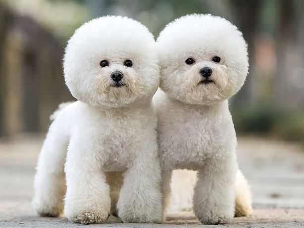 Стрижка собак, котів.м.Першотравеньск.