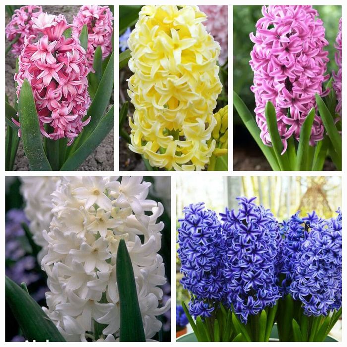 Гіацинт. Крокус. Голландія