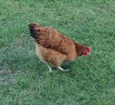 Kury Rosa Leghorn Dominant Lohman Greenshel
