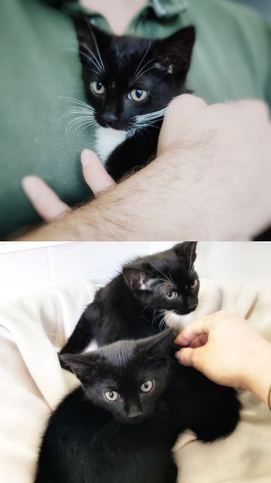 12 tygodniowe kocurki szukają miłości