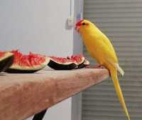 Попугай какарик птенчики выкормыши
