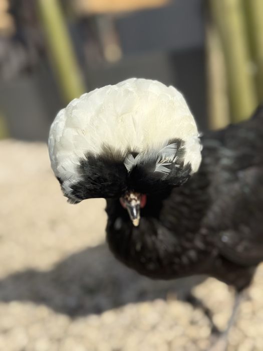 Quadra Polish/Paduana - 1 galo e 3 galinhas