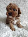 Cavapoo piesek gotowy do odbioru