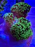 Stylophora green fluo