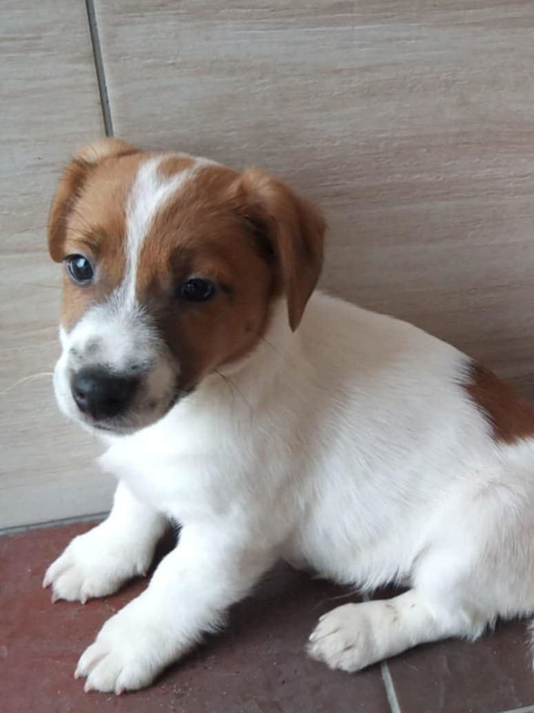 Jack Russell terrier piesek odchowany