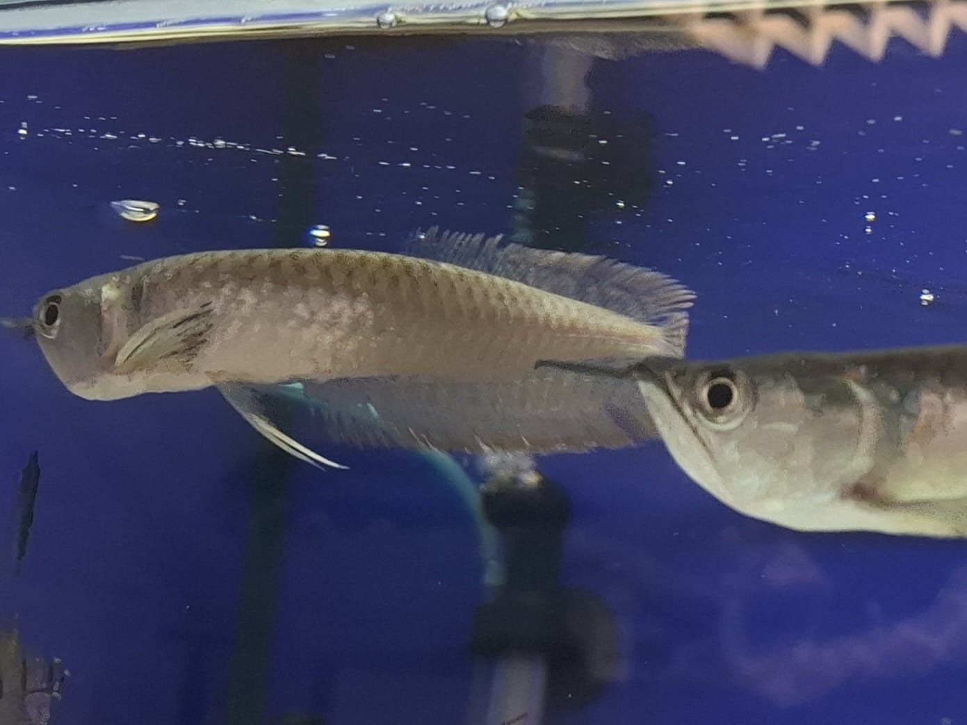 Arowana Srebrna 15-20 cm