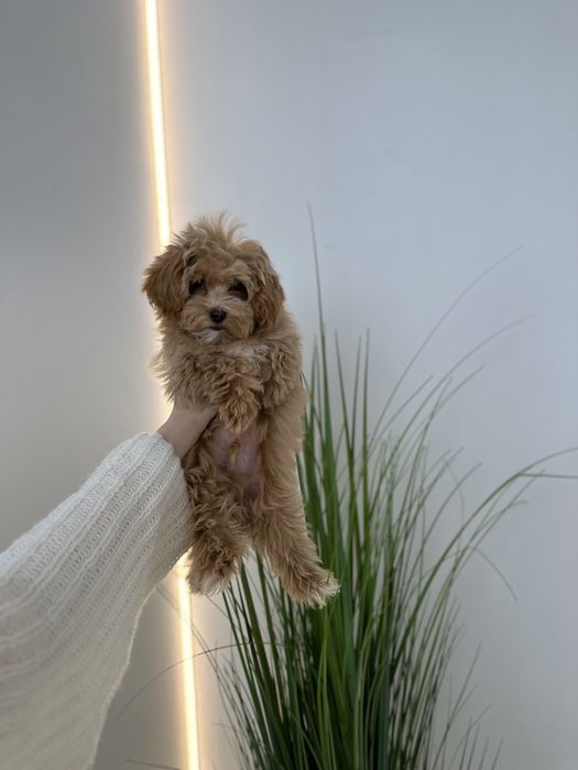 Vip teddy micro Мальтипу