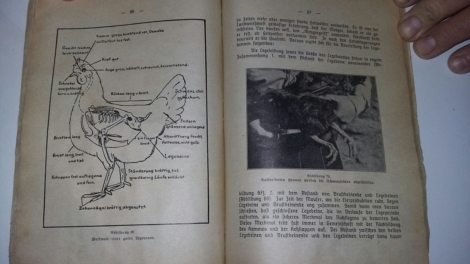 Stara,niemiecka książka o hodowli kurczaków