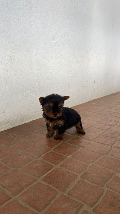 Yorkshire ( macho miniatura)