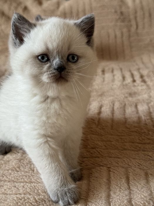 Шотландский мальчик блю поинт