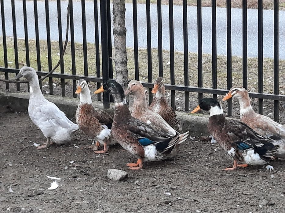 Kaczki Kaczory staropolskie niebieskie