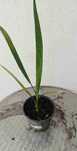 vendo planta tamareira