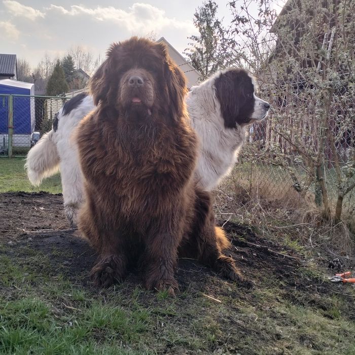 Nowofundland zapowiedź miotu wiosna 2026