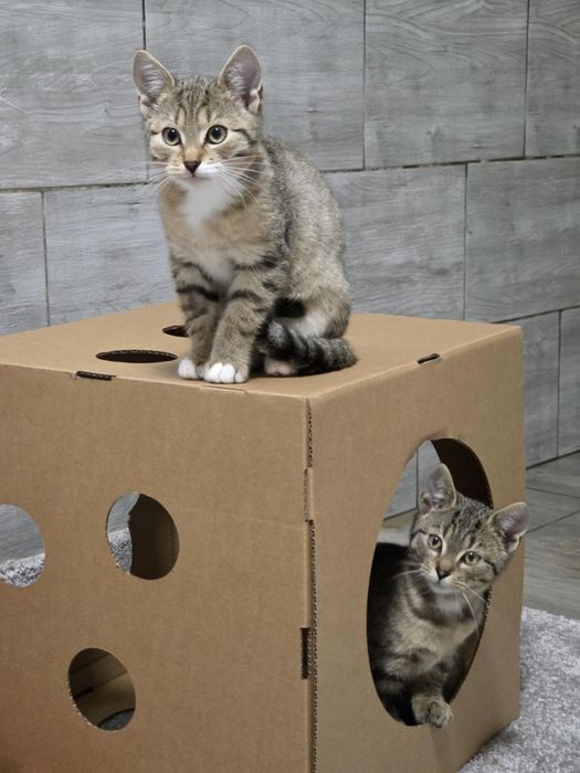 Dwaj bracia szukają domu razem lub osobno