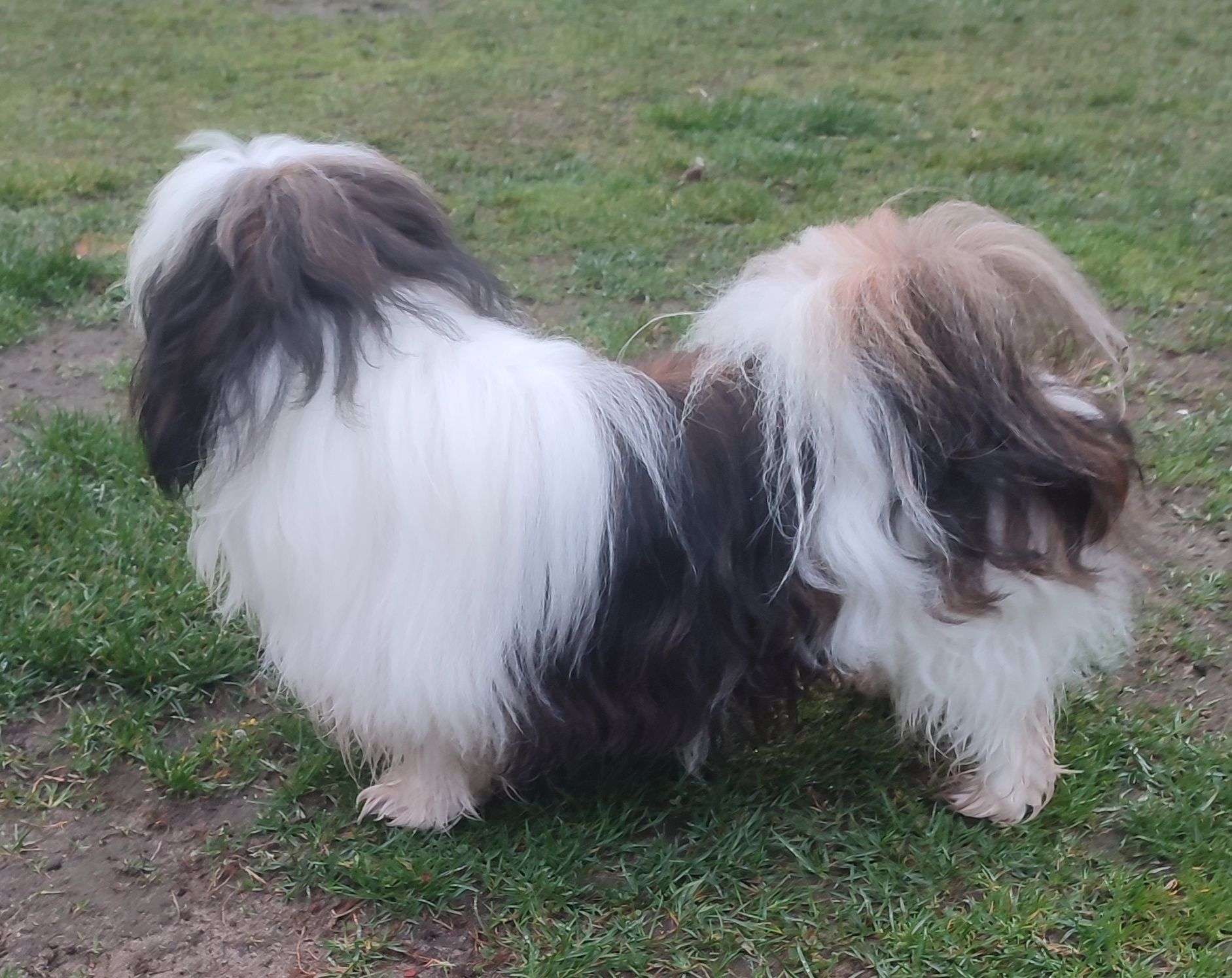 Reproduktor shihtzu