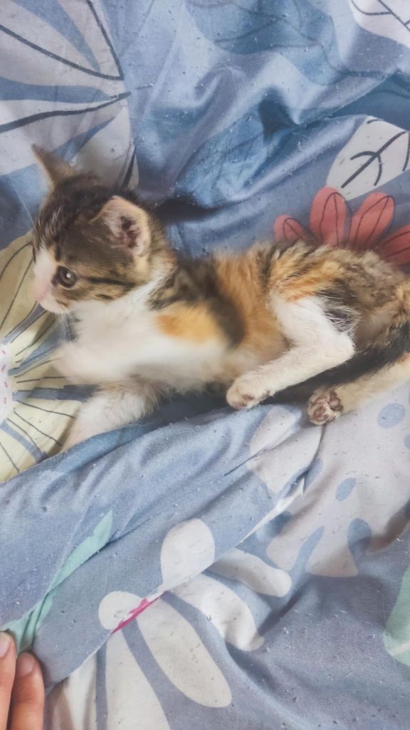 Trzy kocurki i jedna kotka do adopcji