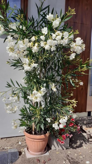 Oleander różowy i biały
