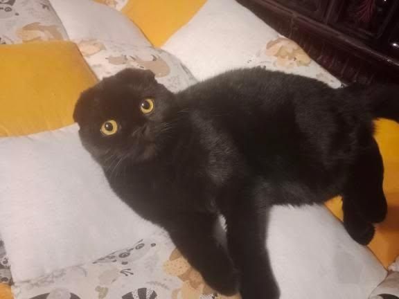 Котенята Шотландці