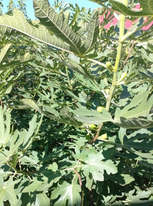 Інжир Київський ранній закрита коренева.. Тамарікс саджанці.