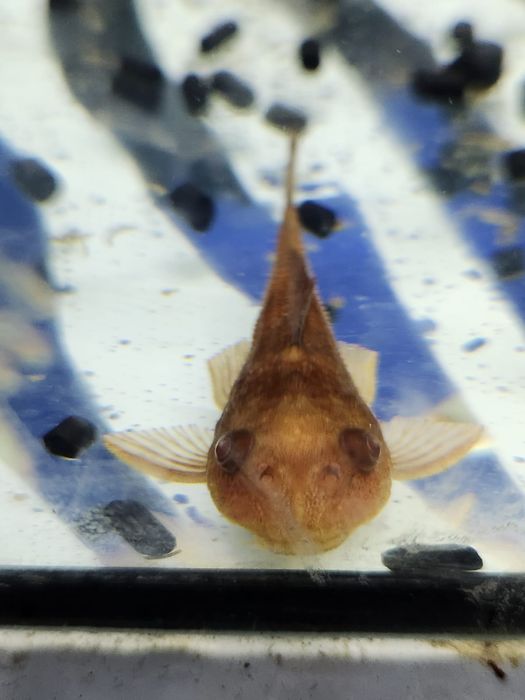 Plecostomos Vermelho 4cm