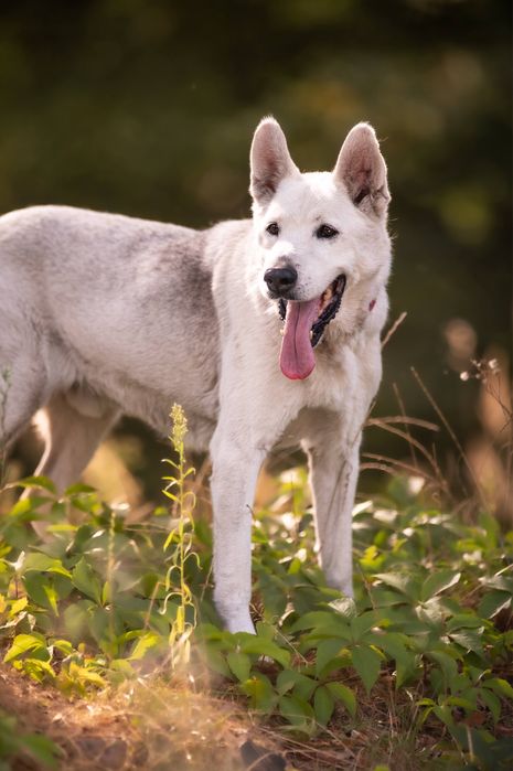 Cudowny Dasti szuka domu! Nie radzi sobie w bloku:(