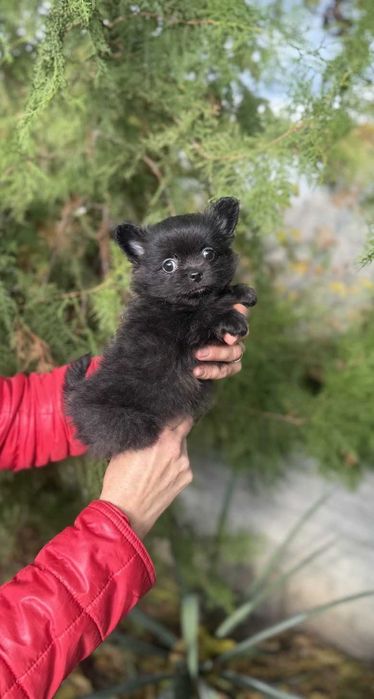 Дуже гарна дівчинка - помчі.
