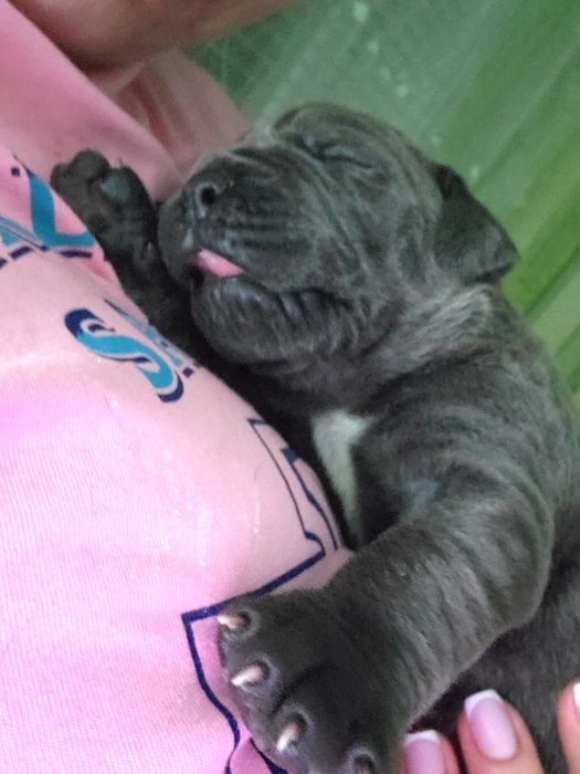 Клубные щенки cane-corso Italiano.