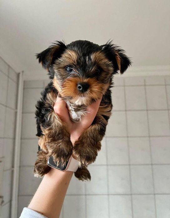 Міні йорк. Йоркширський тер'єр.