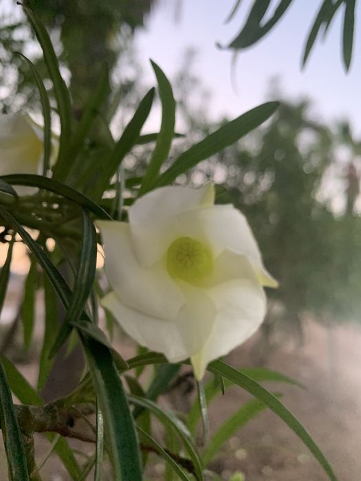 Теветія жовтого і персикового кольору