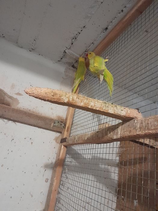 Aleksandretta obroźna