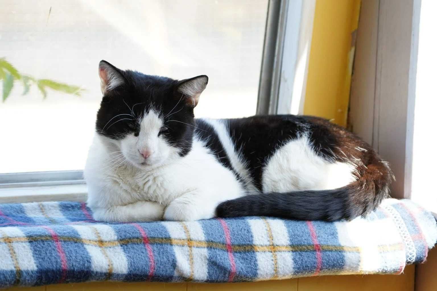 Bernard, przytulas do adopcji!