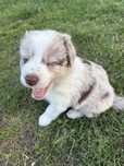 Border Collie Red Merle suczka