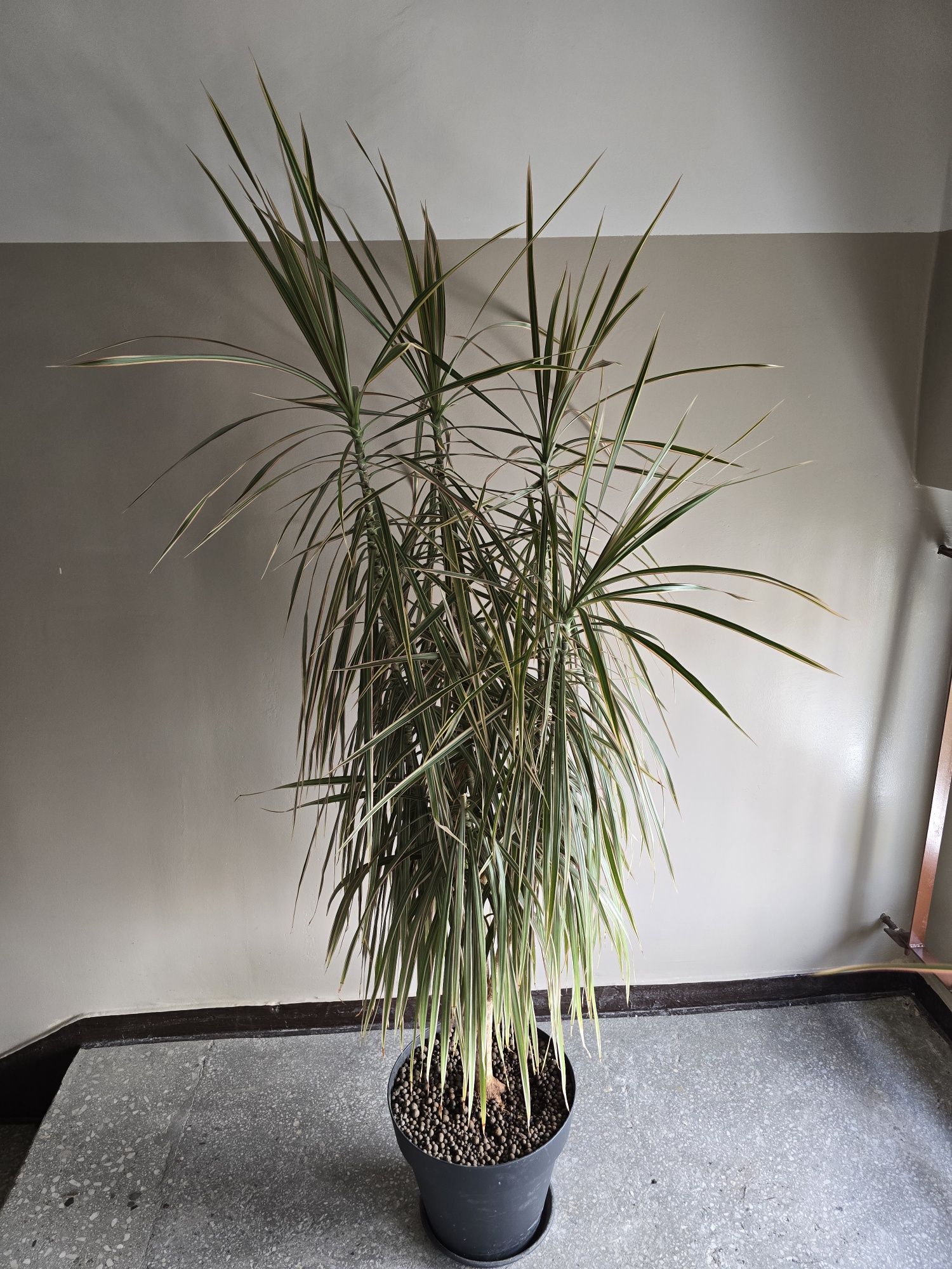 Draceny marginata – duże kwiaty doniczkowe 110–220 cm