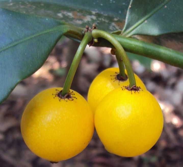 Árvore tropical MANGOSTÃO Lemondrop