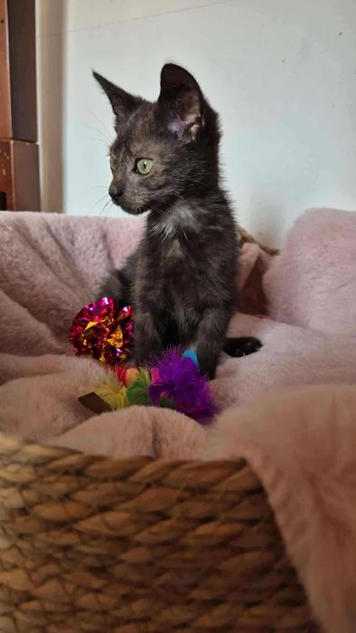 Piękny kotek do adopcji