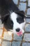 Idealna suczka border collie ZKwP / FCI