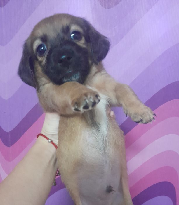 СРОЧНО, отдам щенков в хорошие руки