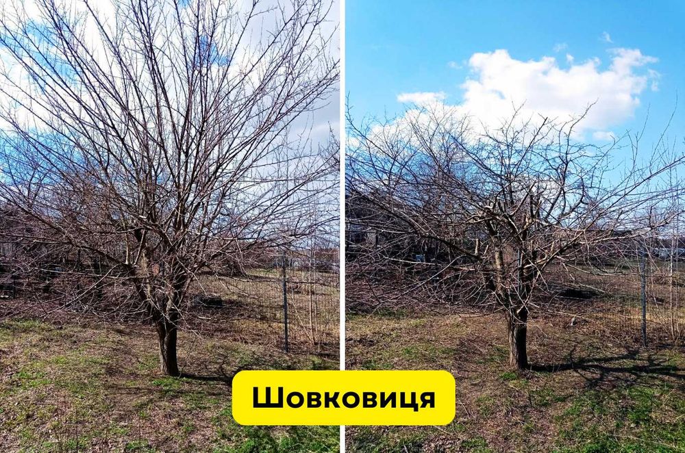 Обрізка дерев та кущів, чистка хвойних, обрізка винограду, троянд