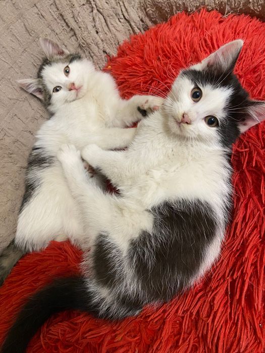 Парочка котенят в хороші руки