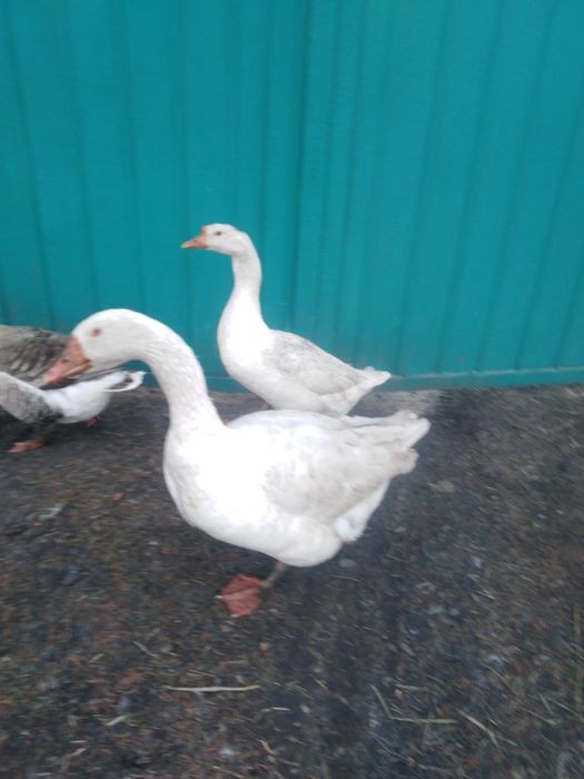 Акція!!! Інкубаційні  Супер яйця!