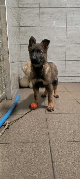 Owczarek niemiecki użytkowy wilczasty