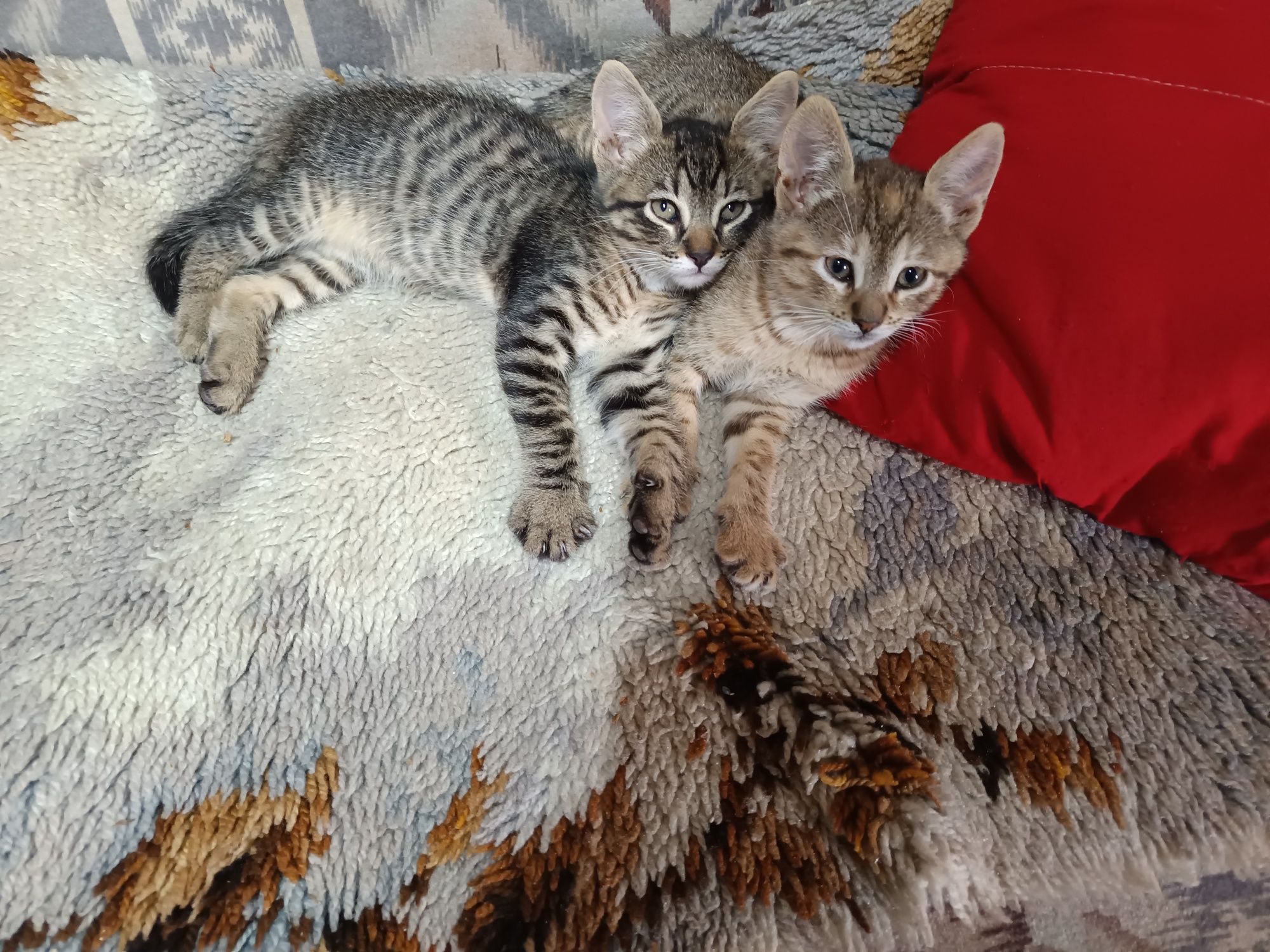 Gatinhos para adoção