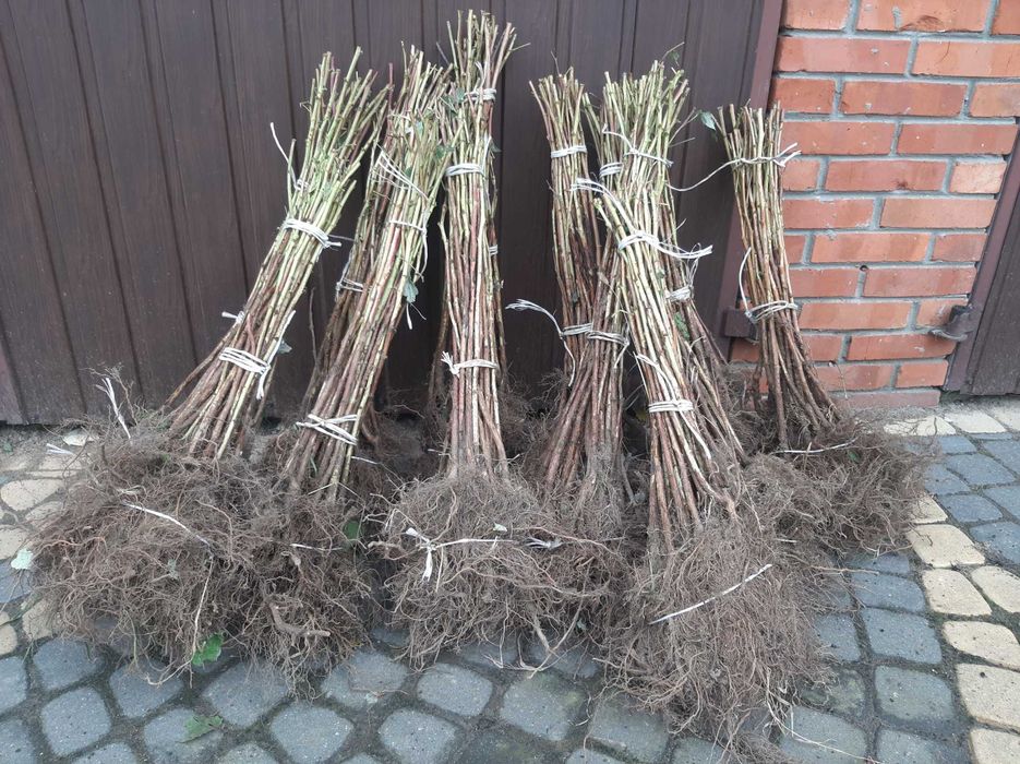 sadzonki maliny przehyba | WYSYŁKA |