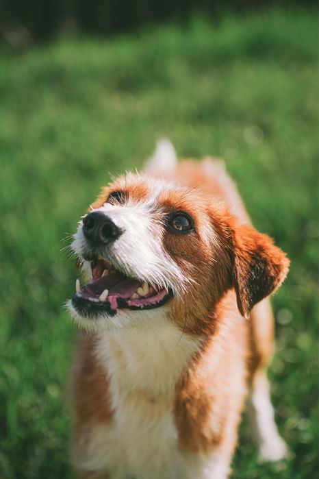 Cão macho para adoção responsável