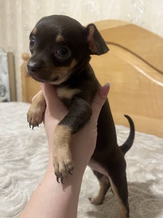 Вязка русский той терьер