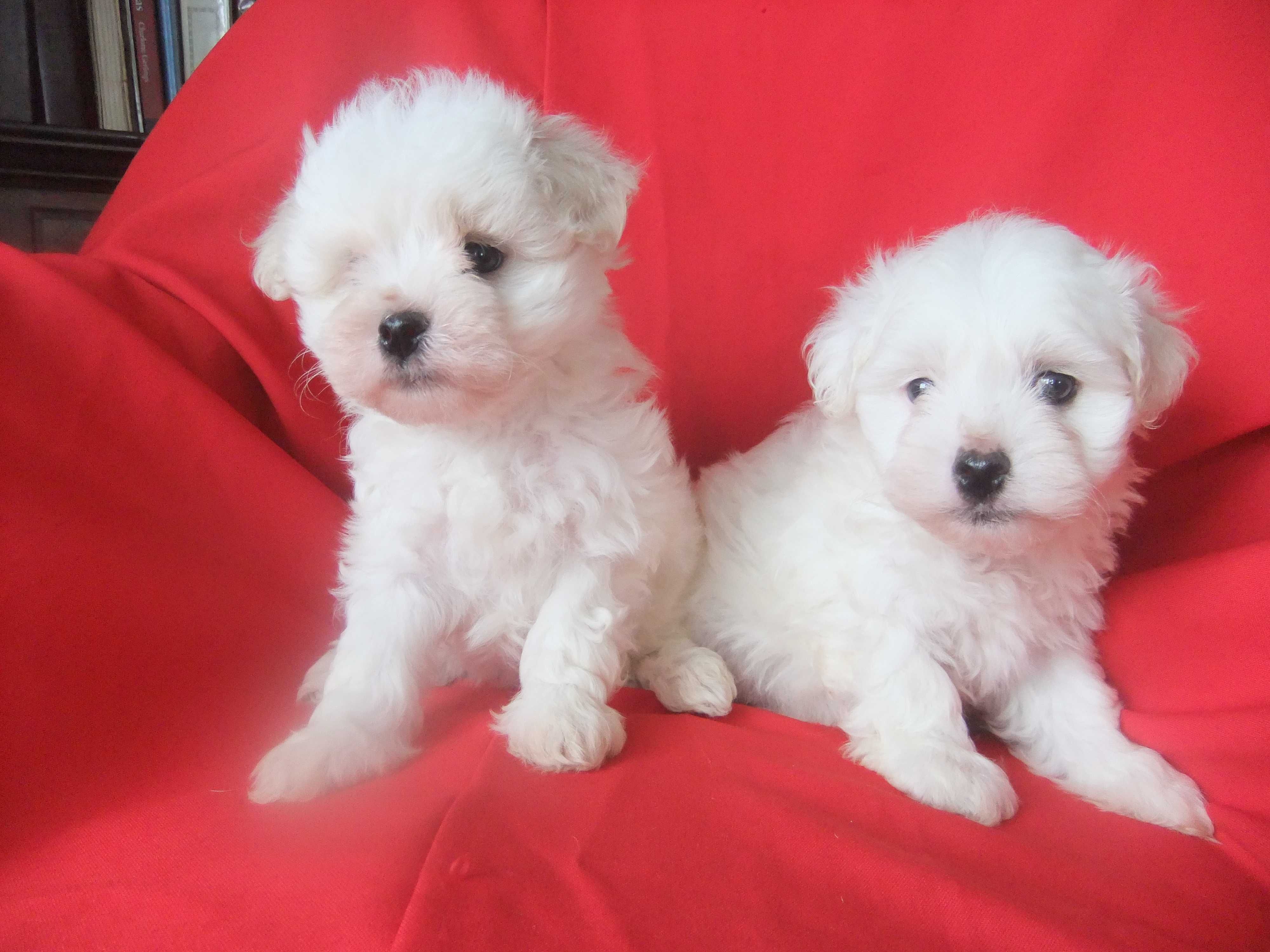 cachorro bichon maltês