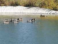 Patos bravos disponíveis