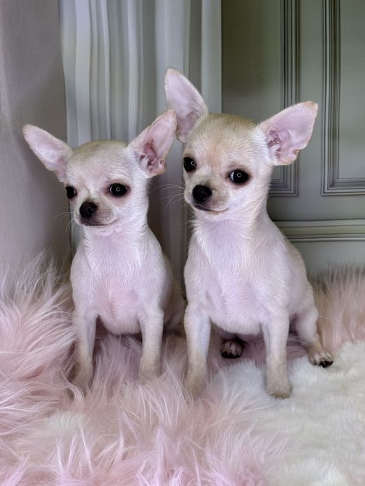 Гарні малята чихуахуа