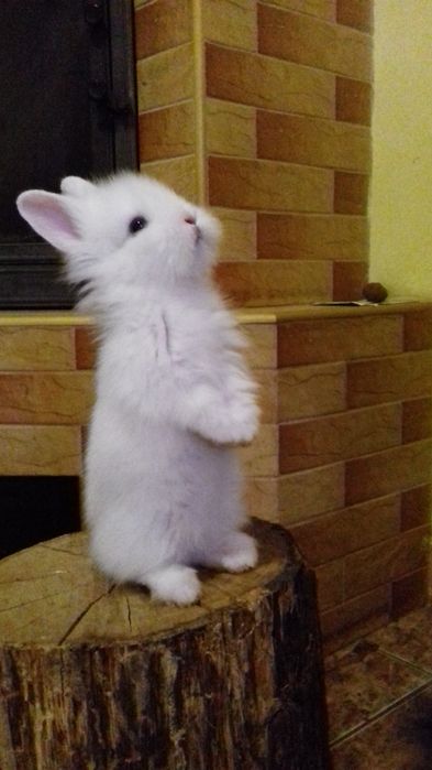 Декоративні карликові кролики